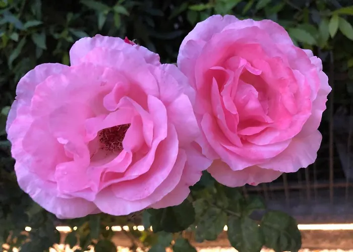 Πανσιόν Casa Elisa Dimora Urbana Μόντενα