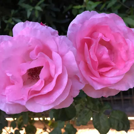 Guest house Casa Elisa Dimora Urbana Modena