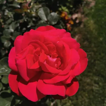 Casa Elisa Dimora Urbana 4*